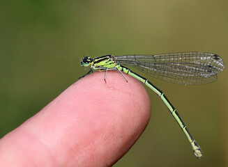 Hufeisen-Azurjungfer - Azure damselfly
