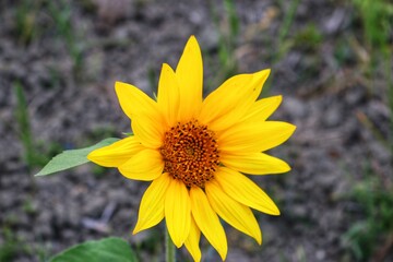 Close up of yellow Sunflower in bloom