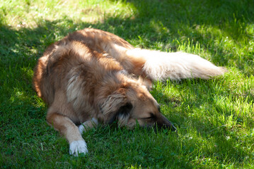 schlafender brauner wuscheliger Hund, liegend auf einer gr&uuml;nen Wiese im Schatten