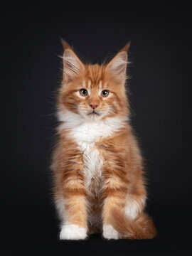 Handsome red with white Maine Coon cat kitten, sitting facing front. Looking straight to camera. Isolated on black background.