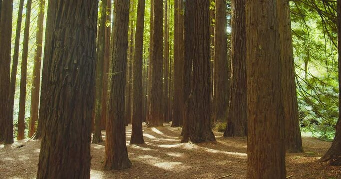 Californian redwood forest, Otway National Park, Australia