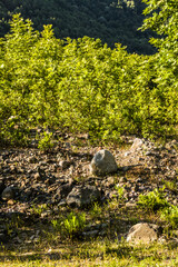lush landscape with green trees and pastures by the mountainside in summer season