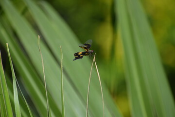 dragonfly on a green grass