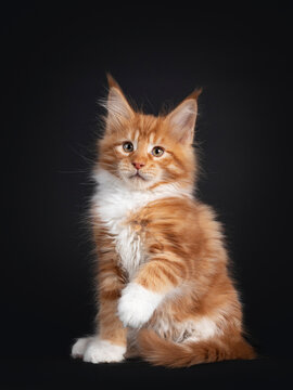 Handsome red with white Maine Coon cat kitten, sitting side ways. Looking straight to camera. Isolated on black background. One paw playful in air.