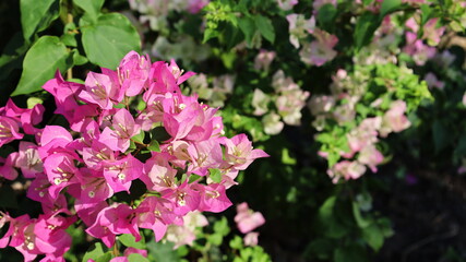 Bougainvillea flower pink and white bloom. Paper flowers are the queen of ornamental plants, blooming in beautiful bouquets on branches on a green leaf background with a copy space. Selective focus