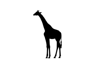 Silhouette Giraffa