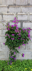 Vertical shot of blooming purple flowers in Ceuta, Spain