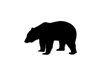 Fototapeta premium Silhouette Orso Bruno