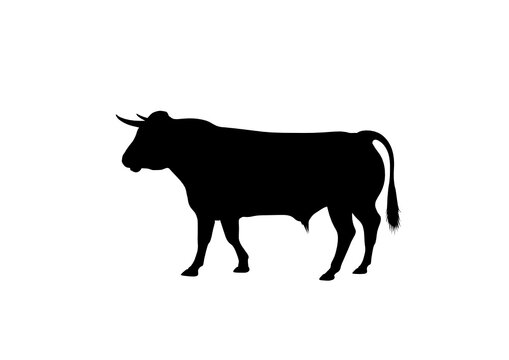 Silhouette Toro