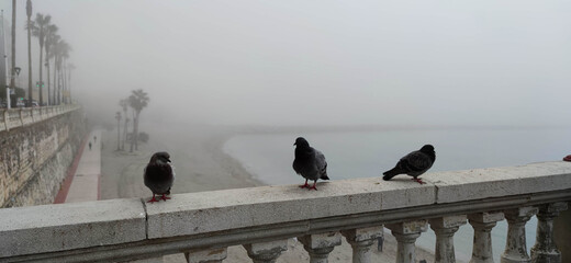 Panoramic shot of pigeons on a balcony near a seashore under a foggy sky in Ceuta, Spain