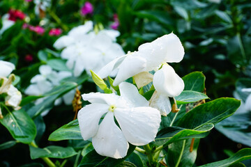 White Catharanthus roseus that blooms in the morning.