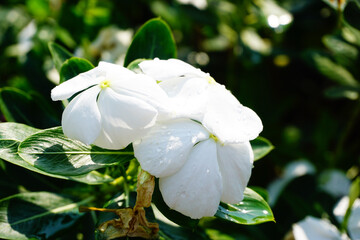 White Catharanthus roseus that blooms in the morning.