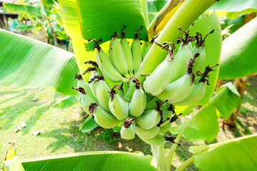 Green bunch of banana on banana tree