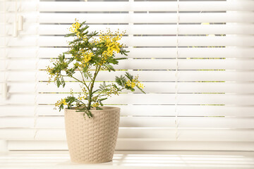 Beautiful mimosa in pot on window sill, space for text