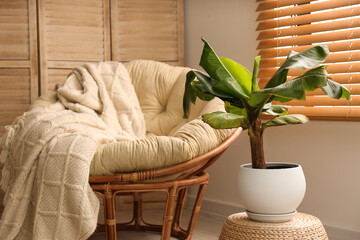 Exotic house plant with comfortable armchair in room interior