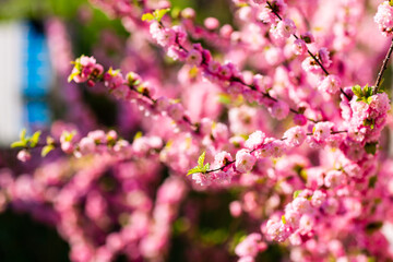 Spring blooming and blossoming flower branch against blue sky