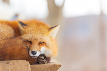 Close up of red fox in winter