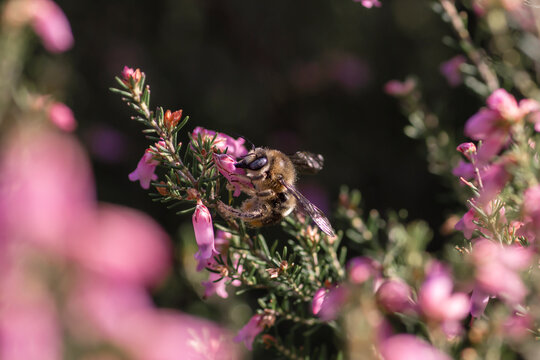 Bumblebee pollinating heath flowers