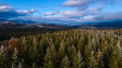 forest mountains pine needles beautiful landscape