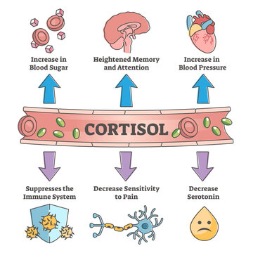 Cortisol hormone increased or decreased level symptom scheme outline concept