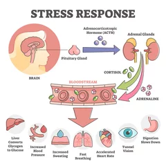Tuinposter Stress response anatomical scheme with body inner reaction outline concept © VectorMine
