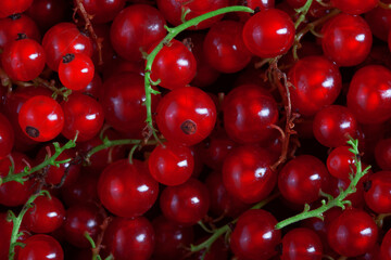 group of many fresh red currant berries, plain background