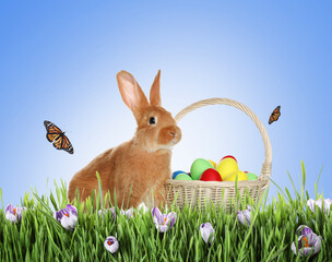 Adorable bunny near wicker basket with dyed Easter eggs on green grass outdoors