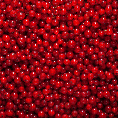 group of many fresh red currant berries, plain background