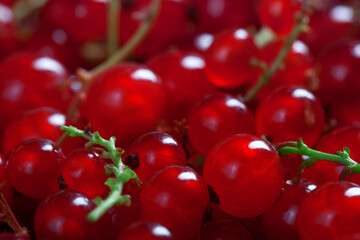 macro photo of fresh red currant berries, blurred background