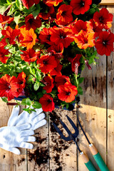 Petunia flowers and gardening tools on wooden background.