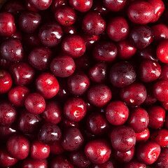 photo texture of many fresh bright ripe sweet cherries background