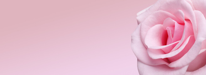 Beautiful rose on pink background, space for text. Floral card design