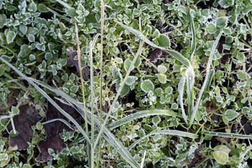 Green leaves on ground with ice on them. How to store plants in cold winter.