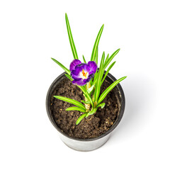 Saffron in a pot. Crocus isolated on white background. Ruby Giant Crocus Tommasinianus growing indoors in a flower pot in spring