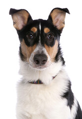 smooth collie