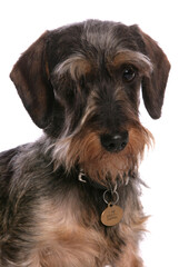 Grande Basset Griffon Vendeen