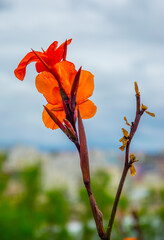 Flores de color naranja sobre fondo desenfocado