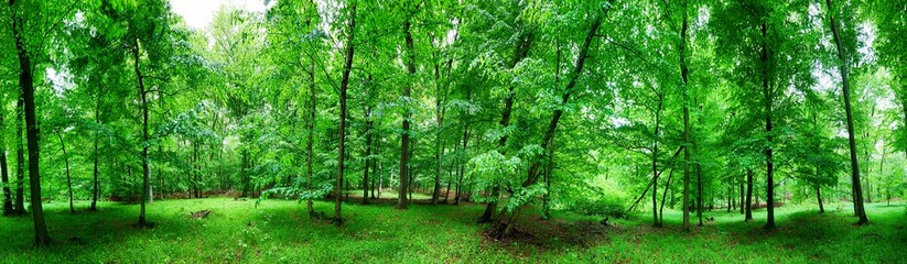 Panorama of  green forest at spring landscape