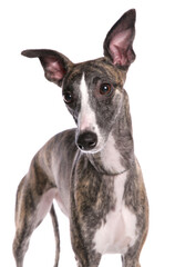 Whippet Dog