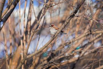 Sparrow on bush branches. Gray bird on the tree. Autumn, spring. Wildlife.