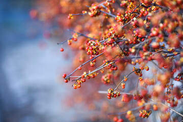 .Oriental bittersweet plant blooming in garden in autumn time.