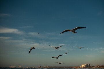 seascape during the golden hour