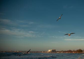 seascape during the golden hour