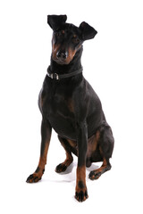 Fototapeta premium Manchester Terrier Dog