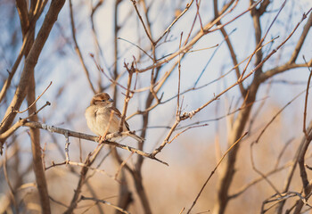 Sparrow on bush branches. Gray bird on the tree. Autumn, spring. Wildlife.