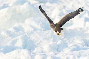 オジロワシの飛翔