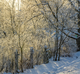 Fototapeta premium Winter landscape with frost and snow.