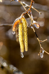 Eis wohin man schaut - Frost