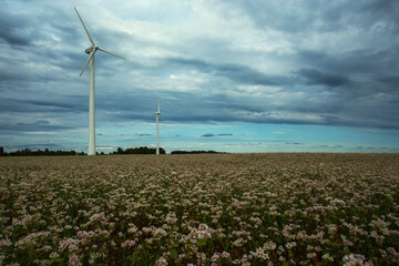 wind turbines in the field