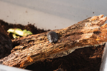 Cockroach on wood bark with peat. Cockroach as pet.